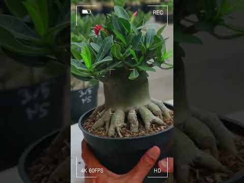 Adenium. Zierpflanze. Wüstenrose. Garten. Zimmerpflanze. Bonsai. #Wüstenrose