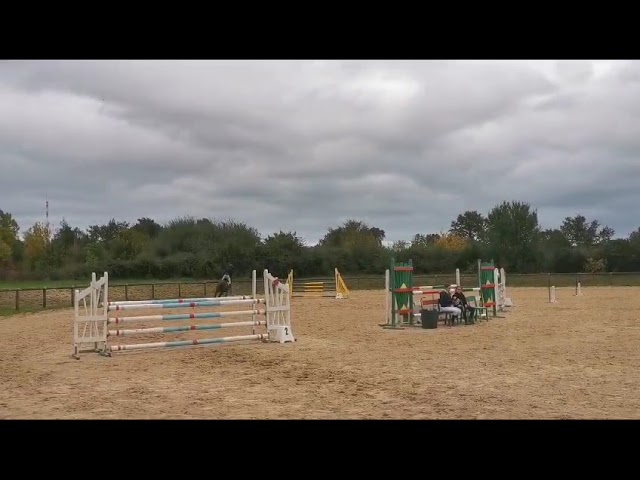 Hongre sf pour CSO et cce