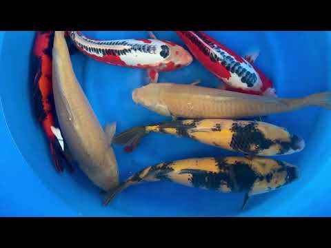 202310 SP-A118 Maruhiro Nisai mix 40-45 cm ENCOMENDAR