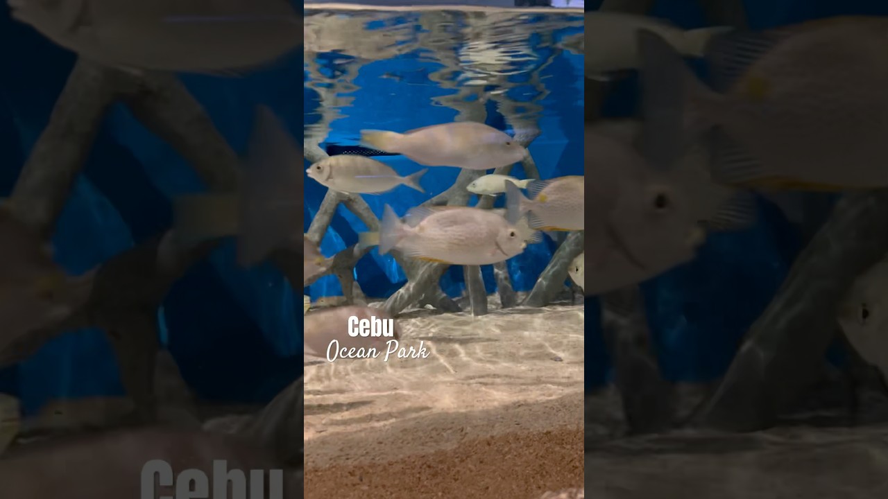 YouTube Short thumbnail