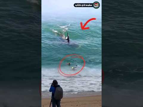 سمكة قرش تهجم علي شباب لن تصدق ما حدث لهم ..!! #shorts #معلومه_في_كتاب