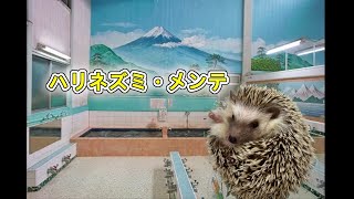 ハリネズミメンテ【お風呂編】