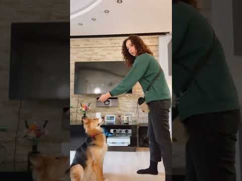 Jak nauczyć psa komendy "siad" ?