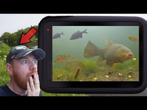 Undervandsoptagelser på foderpladsen