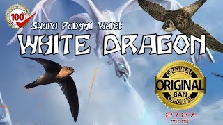 Download lagu SP WHITE DRAGON 100% Original Open Protect Product BAN External Call Swiftlet mp3