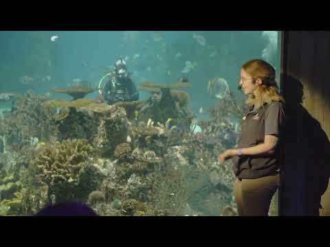 National Aquarium: Scuba Diver Talking Underwater in Blacktip Reef Exhibit