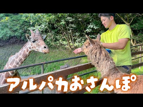 リーフゲビード アルパカ.JPG