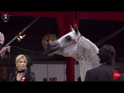 N.188 LISSAR - Lier 2018 - 11 Years Old and Older Stallions (Class 14)