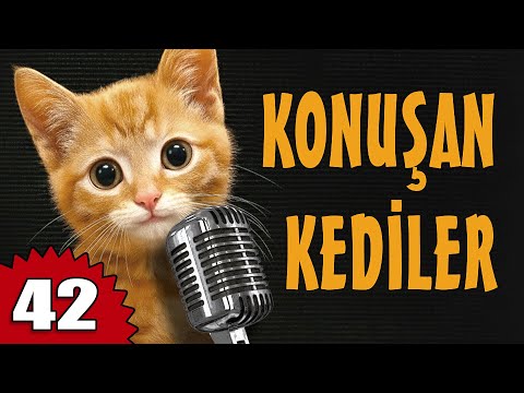 Konuşan Kediler 42 - En Komik Kedi Videoları
