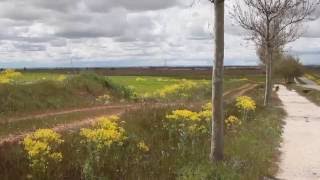 preview picture of video 'Bercianos del Real Camino, Camino de Santiago. Etapa 17'