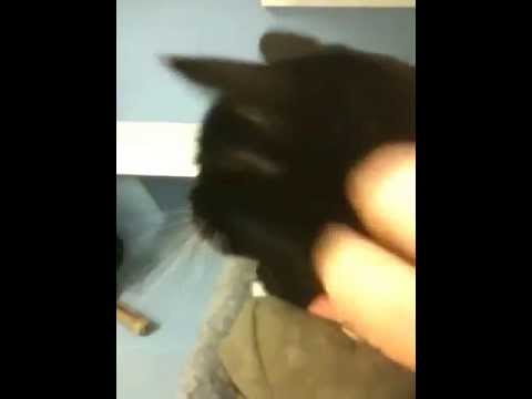 Marin Cat Boarding Hotel: KITTY CHARM SCHOOL RULES!