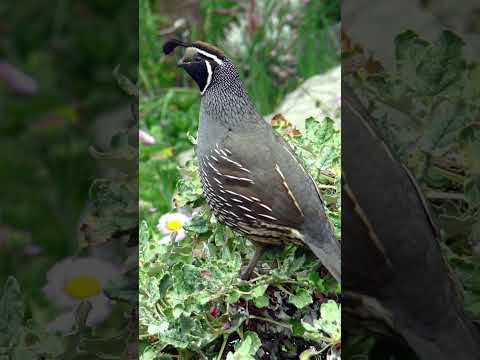 California Quail bird call — Western North America