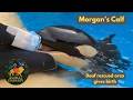 Animal Embassy Episode 6: Morgan the Orca — Rescued & Deaf - Gives Birth