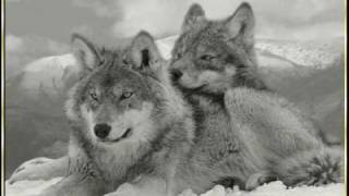 Dances with Wolves - Love Theme - Soundtrack by John Barry