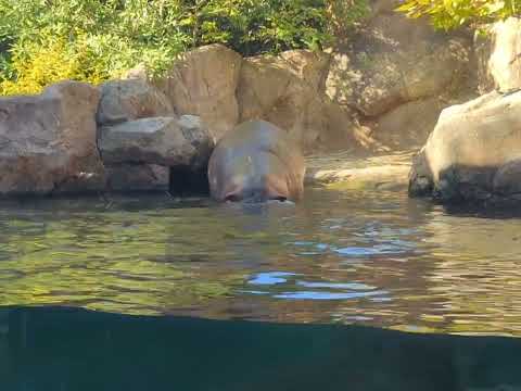 Tucker spraying a poo (have to watch closely) @cincinnatizoo