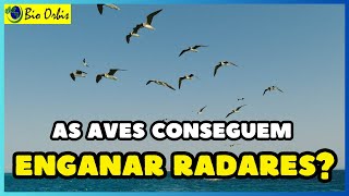 COMO os PÁSSAROS conseguem ENGANAR os RADARES?