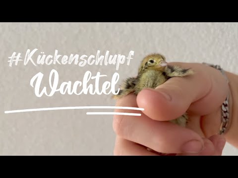 Wachtelschlupf  | Die Wachtelkücken Schlüpfen ! | Super Film aufnahmen