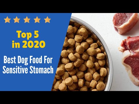 image-Is senior dog food easier to digest?