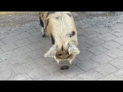 Süsse Schweine auf dem Areal der EPI-Klinik