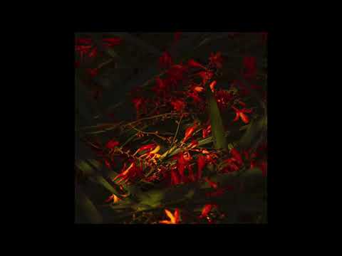 Petals (Feat. The Lost Strings)