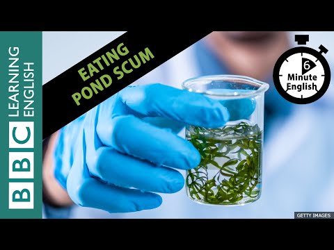 池のカスを食べる？微細藻類を食べよう6分間の英語を聞く (Would you eat pond scum? Eating Microalgae! Listen to 6 Minute English)