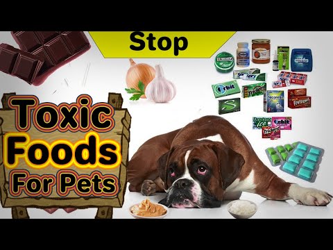 What Foods Are Toxic To Dogs And Cats? These Common Foods May Surprise You