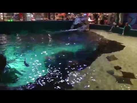 Ripley's Aquarium Stingray Experience