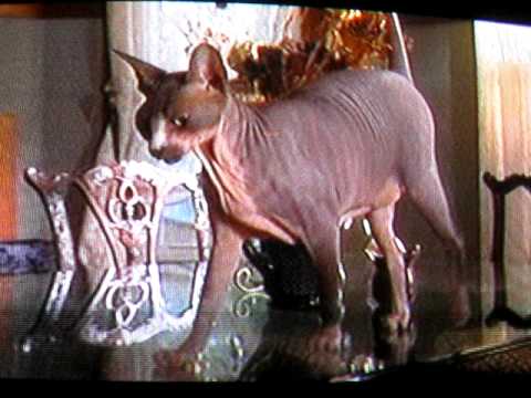 Cats 101 - The Sphynx (Part 1)