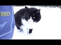 Street Smarts Navigating The Territory Of An Angry Tuxedo Cat
