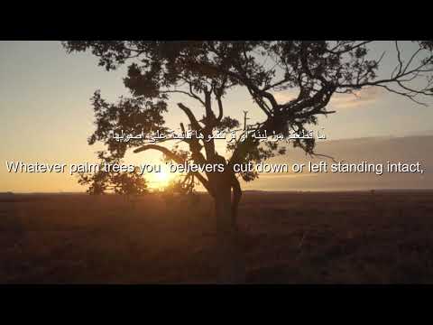 Sherif Mostafa Sūrat Al Hashr Heart❤️melts Soothing Recitation .سورة الحشر)