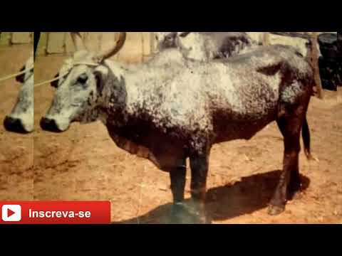 Toada Chuvisco ft:Alan vaqueiro e Ramon Baianinho