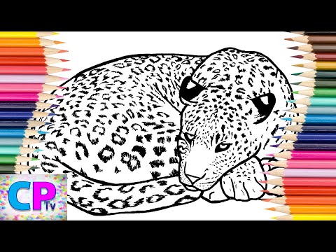 Leopard Coloring Pages,How to Color Wild Animals,Drawing of The Leopard,Coloring Pages Tv