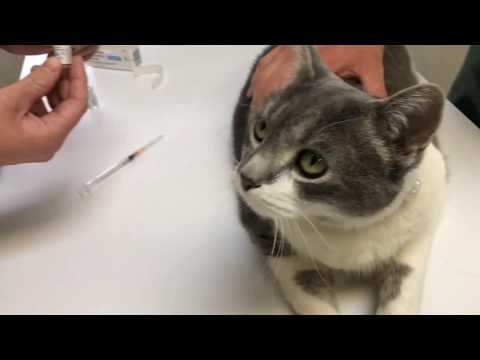 How to administer Buprenorphine to your cat