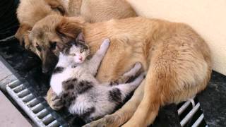 preview picture of video 'Kedi İle Köpeğin Soğuk Havada Koyun Koyuna Dostluğu 23.02.2015'