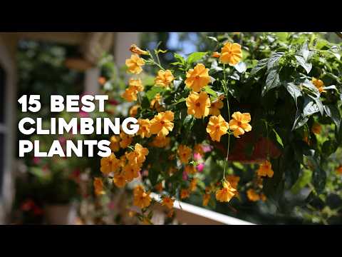 🪴 15 Best Climbing Plants That Grow Like Crazy in Containers/Pots