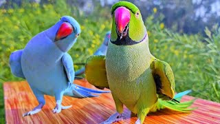 Beautiful Parrot Talking | Mithu Mithu