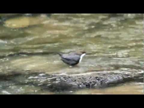 DIPPER -- Cinclus cinclus -- at Longnor