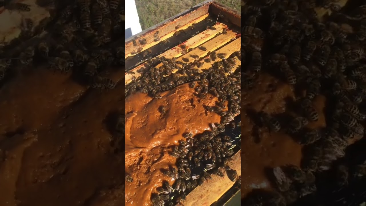 Spring And Fall Feeding Bees Pollen Patties