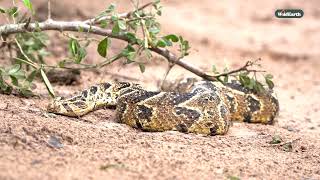 Celebrating the beauty of snakes | World snake day 2025