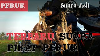 Download lagu Suara Pikat Mandar Batu Terbaru|Peruk|Bentiungan|Meunom Jantan mp3