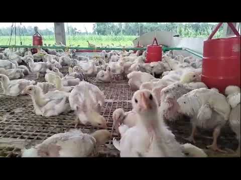 1 Hour Of Chicks Chirping Sounds - Baby Chicken Sounds #chicks