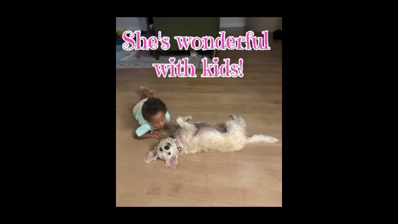 Enlarge Kiki - 29 pounds, a Adoptable mixed breed in Burbank, CA video 6/6