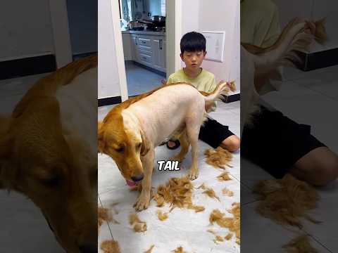 Boy Trimmed Half of His Dog’s Hairs #shortsvideo
