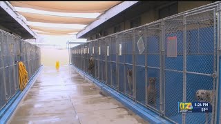 1,000 dogs saved in less than 3 months at Bakersfield shelter