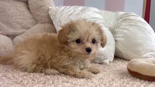 ハーフ犬の動画01