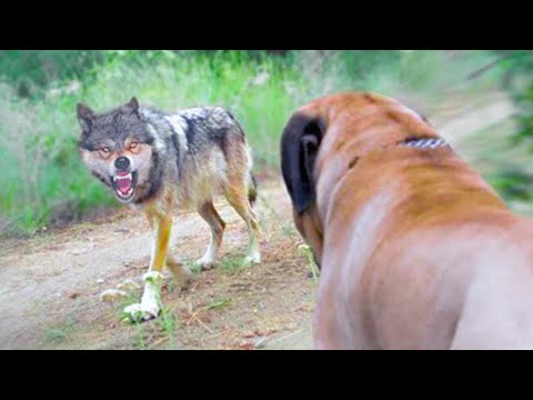 15 Dog Breeds That Can Kill Wolves