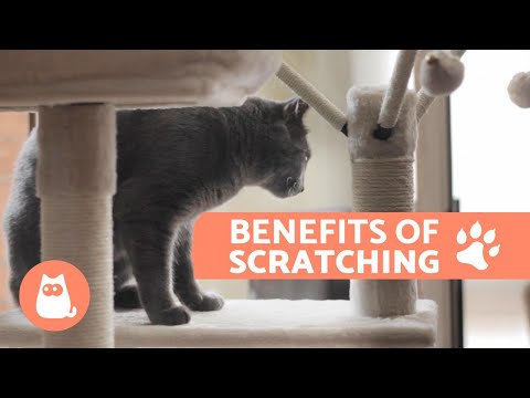 The Benefits of Scratching Trees for Cats - And Where to Put Them
