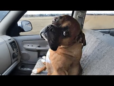 C'est un chien de race boxer qui a de la gueule ! 🤣 funniest boxer dog compilation