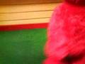 Elmo XD