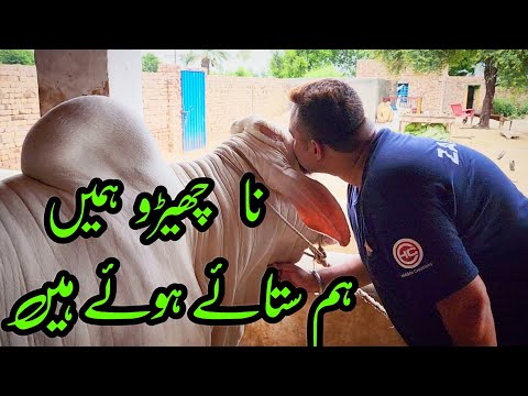 Next Level LOVE 😍 GABBAR SOLD OUT to Atif Bhai at Zarrar Cattle Farm Khanpur Branch